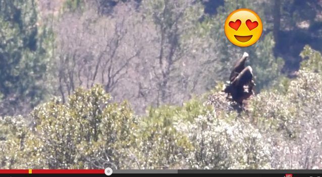 Buitres gays en el Pirineo catalán