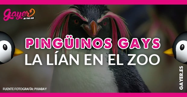 pinguinos gays