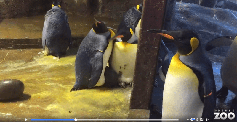 pinguinos gays